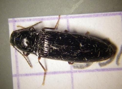 Hypoganus inunctus